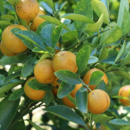 Ý Nghĩa Của Việc Chăm Sóc Cây Tắc Trước Và Sau Tết